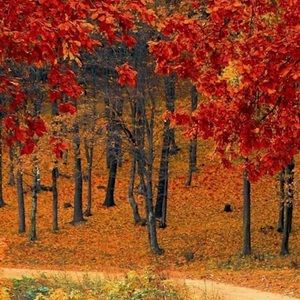 Meet your Posher, Laurine